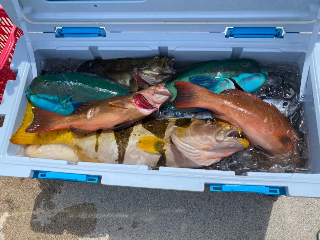 石垣島でとれた魚