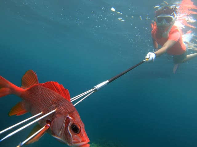 石垣島のシュノーケリングで魚突き体験