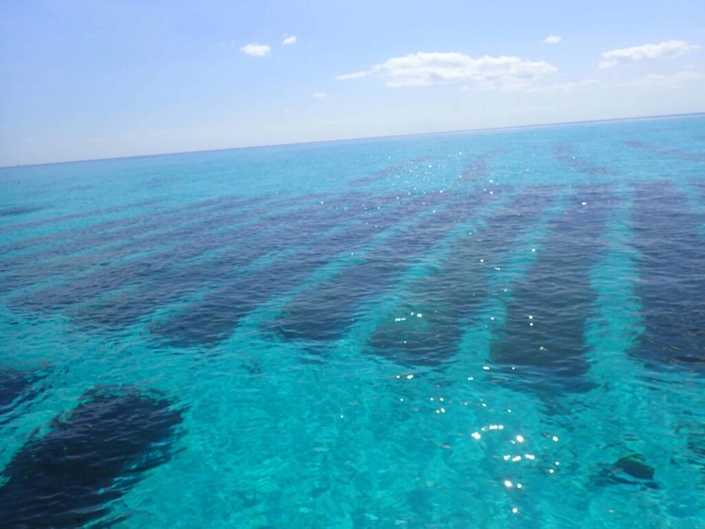 石垣島のもずく畑