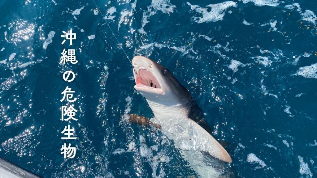 石垣島 サメ