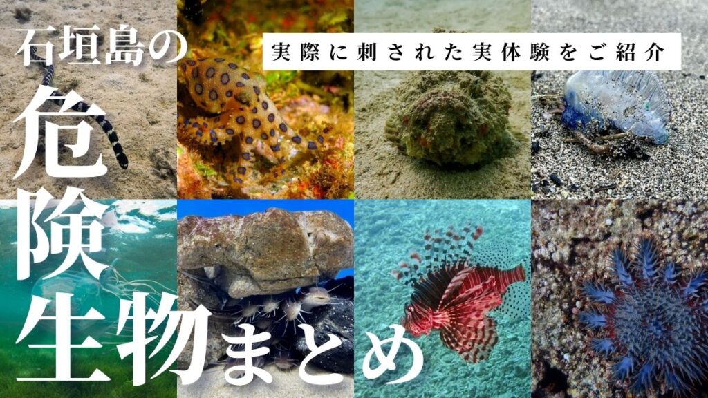 八重山の危険生物に実際に刺された話