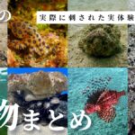 八重山の危険生物に実際に刺された話