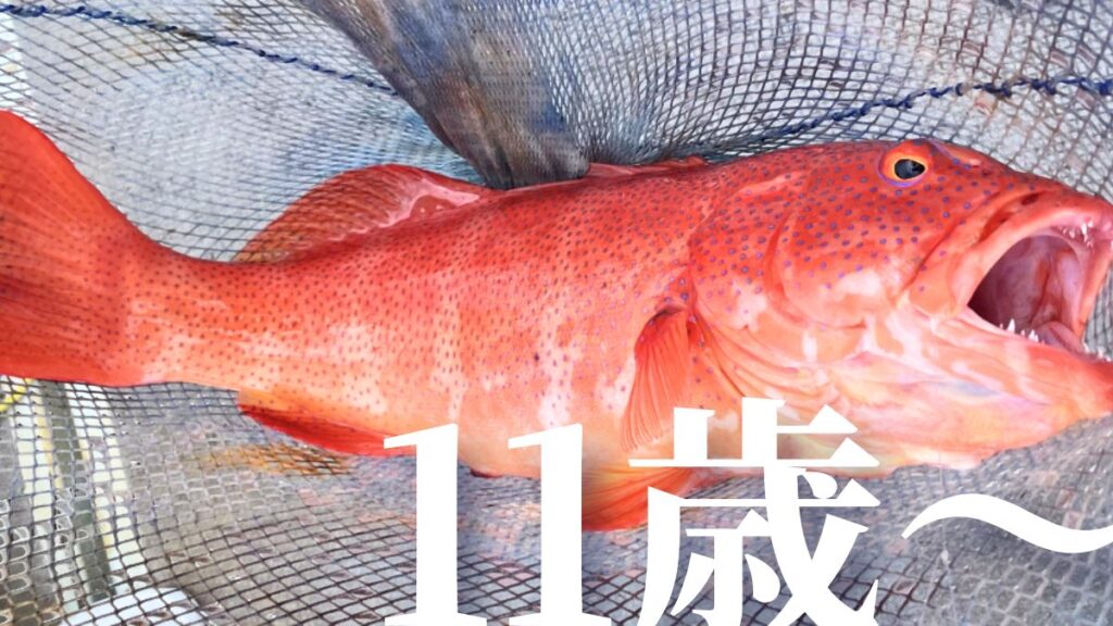 石垣島で11歳(小学生)の釣りや海遊び