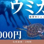 ウミガメシュノーケリング石垣島発貸切チャーターツアー